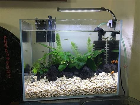 魚盆|養魚新手入門：水族箱設缸完全教學！